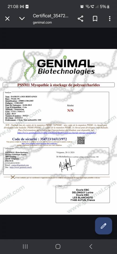 Gelding Welsh Part Bred For sale 2025 Bay