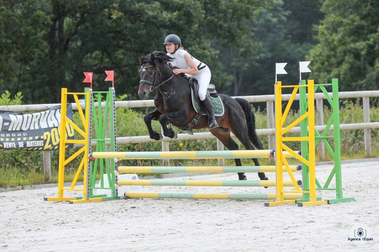 Gelding Welsh Part Bred For sale 2025 Bay