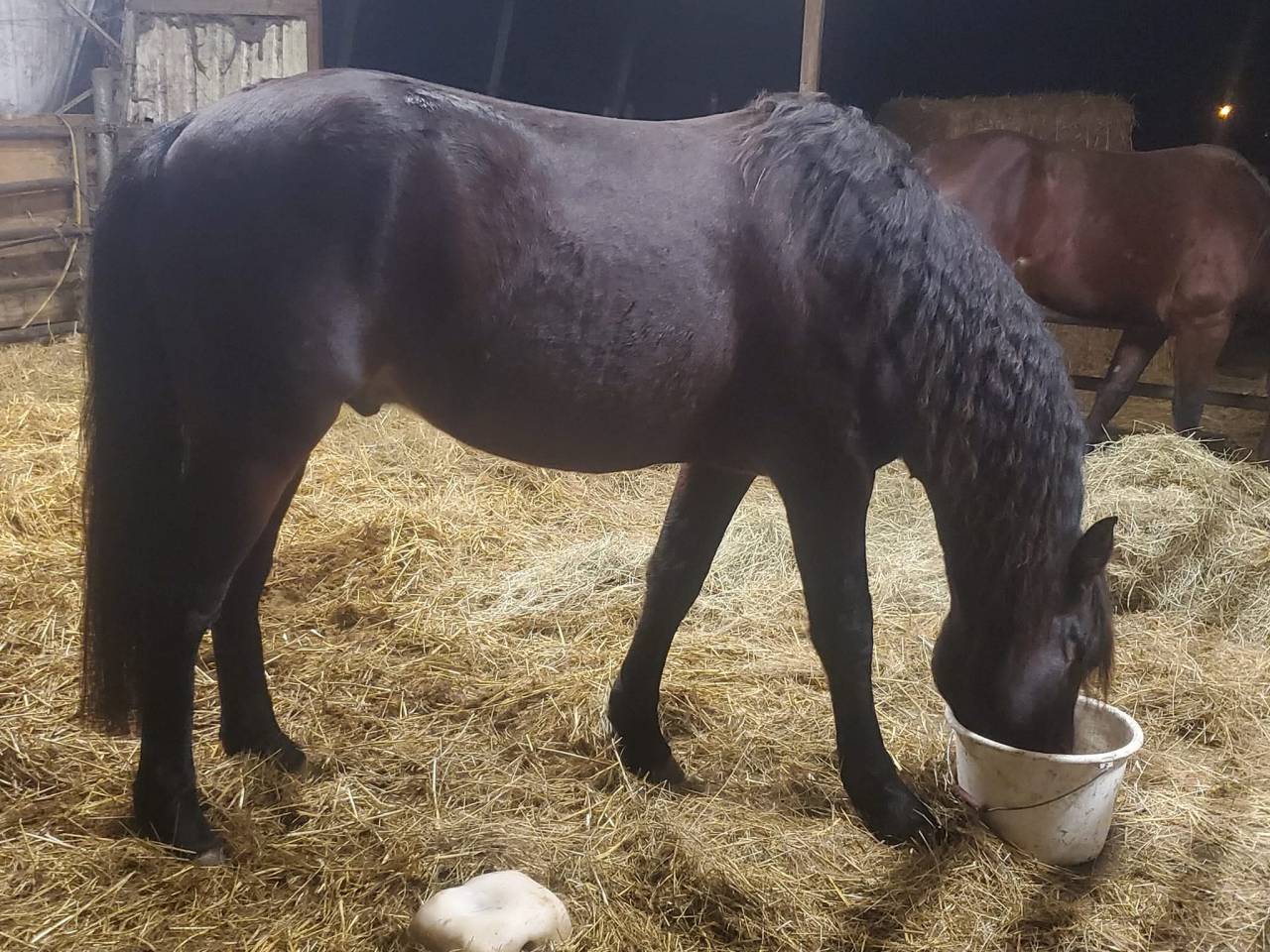 Gelding Welsh Part Bred For sale 2025 Bay