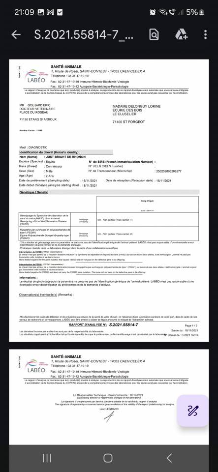 Gelding Welsh Part Bred For sale 2025 Bay