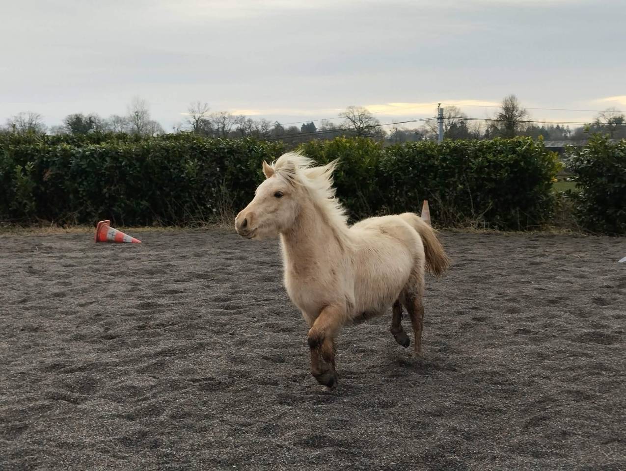 Mare Welsh Part Bred For sale 2024 Palomino