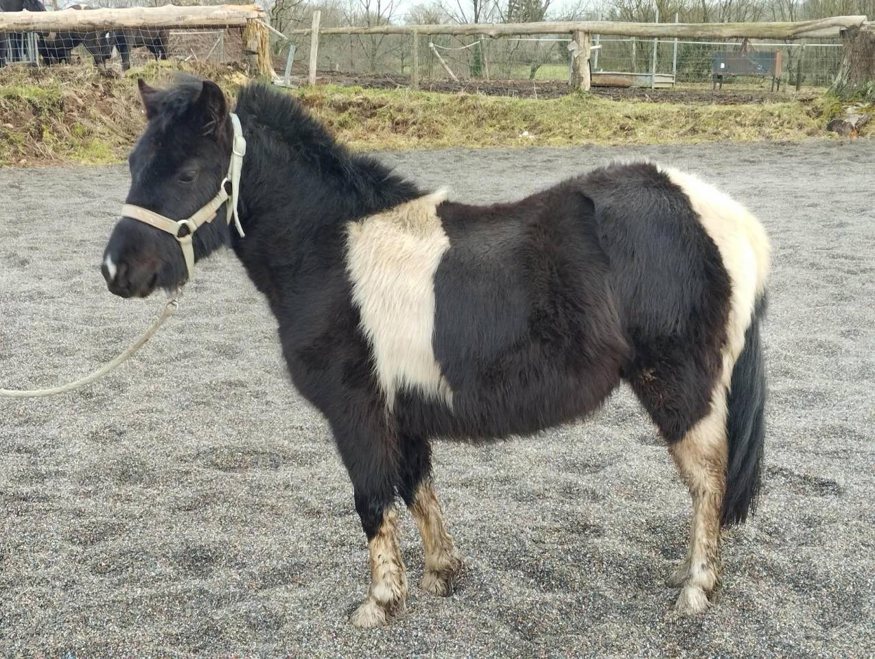Gelding Welsh Pony (Section A) For sale 2024 Coloured