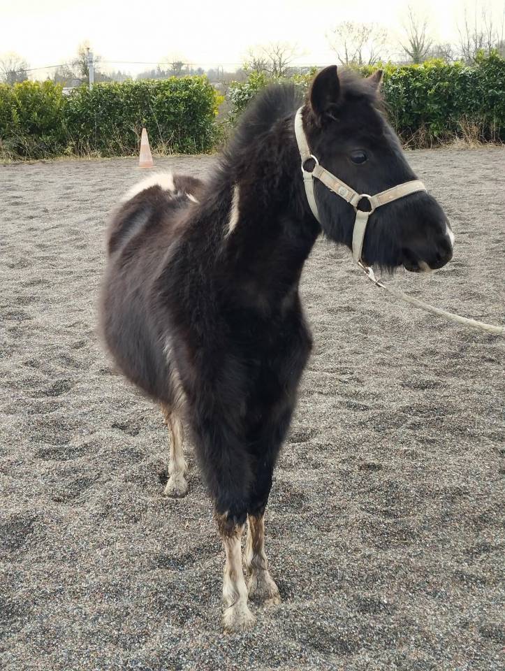 Gelding Welsh Pony (Section A) For sale 2024 Coloured