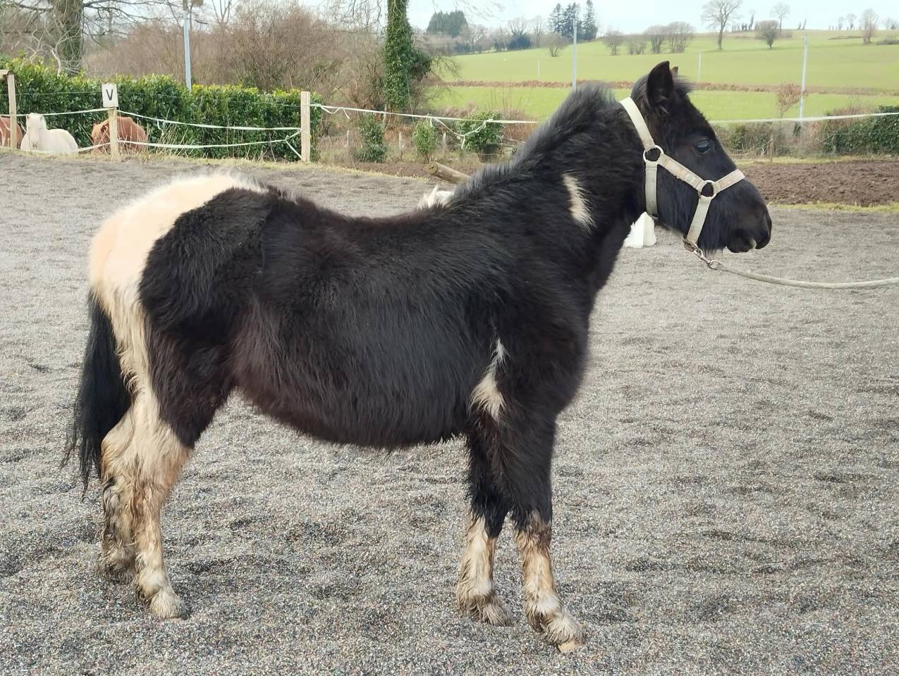 Gelding Welsh Pony (Section A) For sale 2024 Coloured