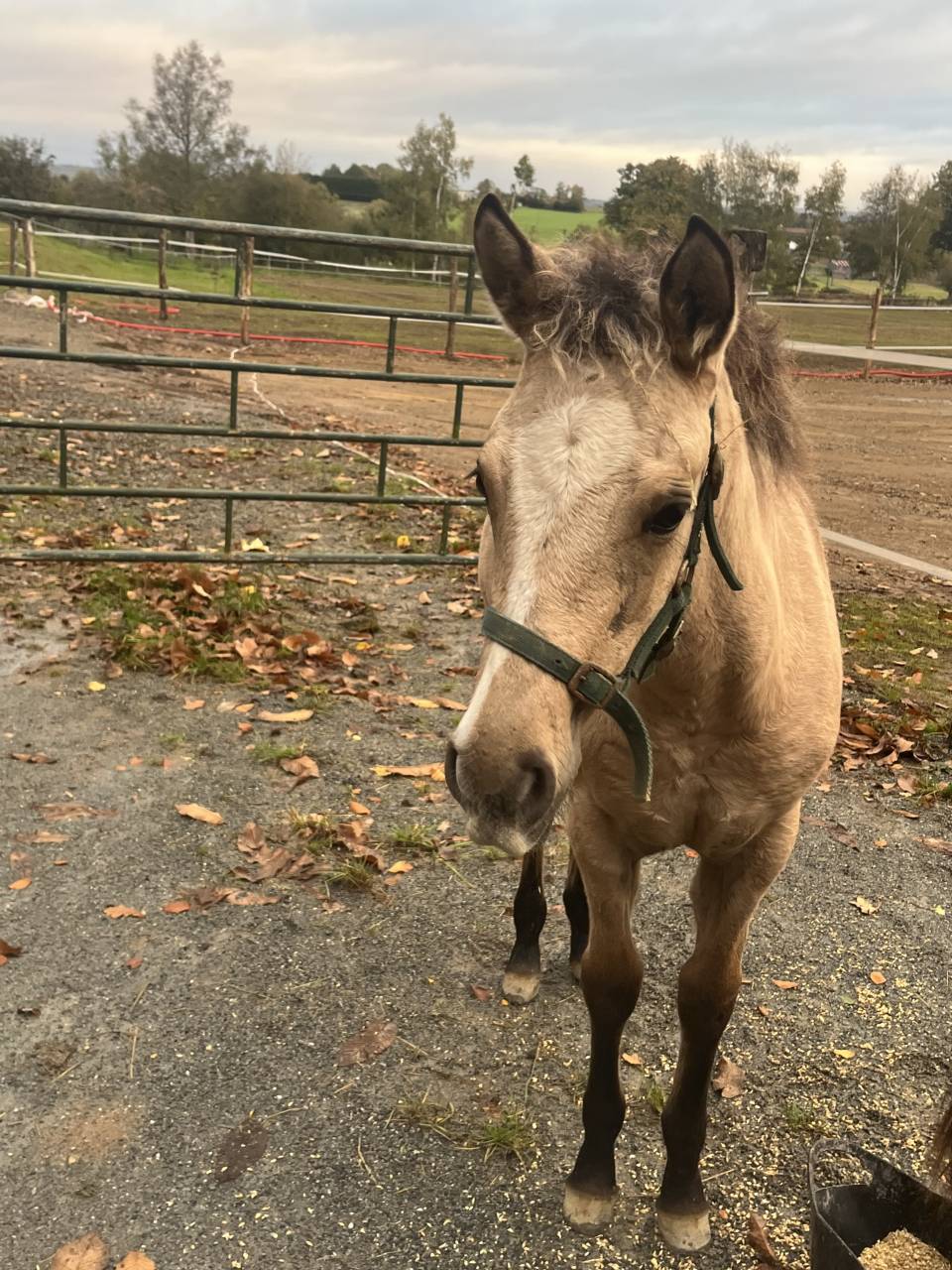 Filly Welsh Part Bred For sale 2025 Buckskin