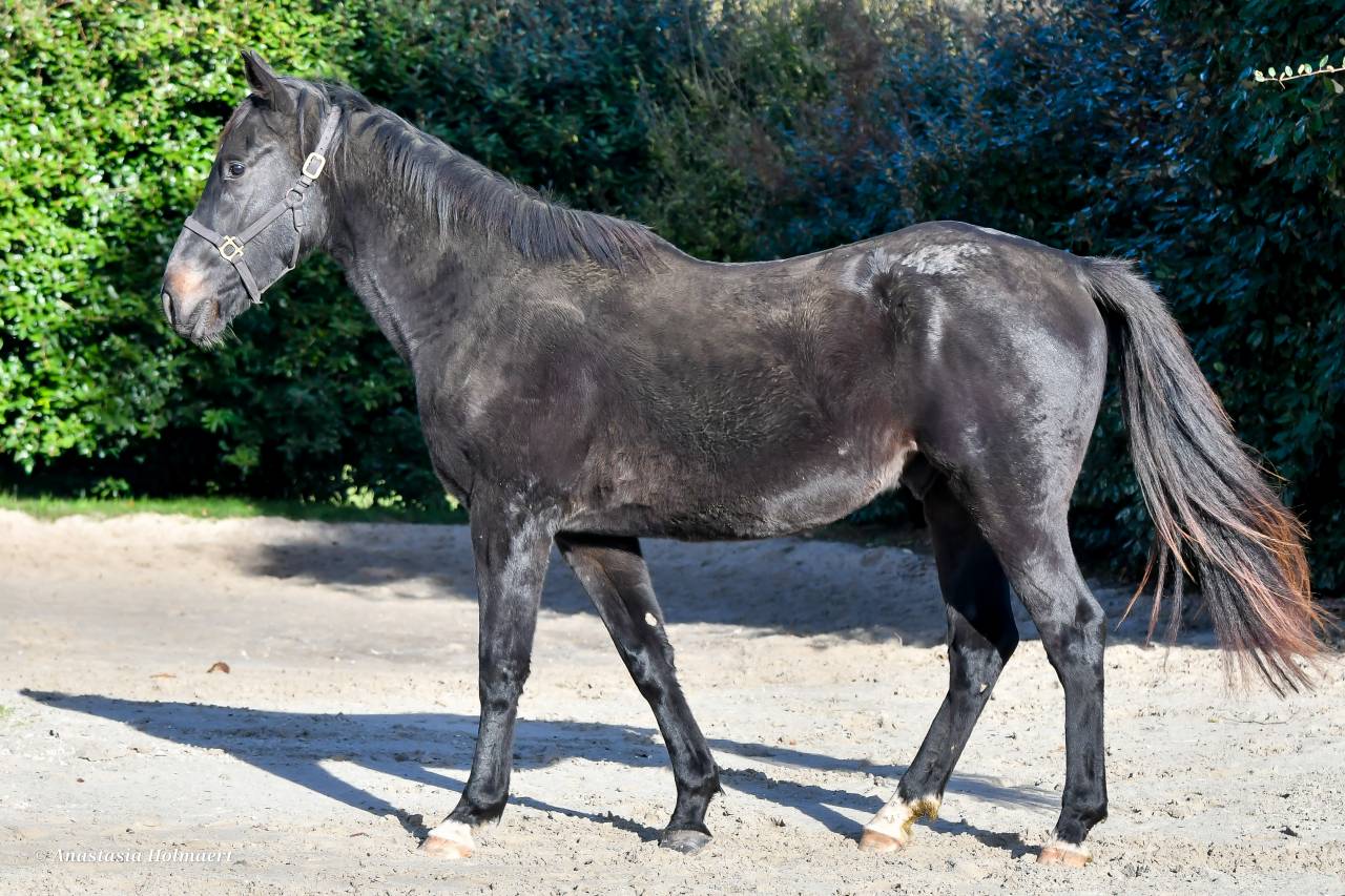 Gelding Thoroughbred For sale 2023 Dark Bay