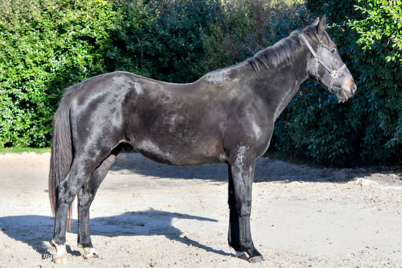 Gelding Thoroughbred For sale 2023 Dark Bay