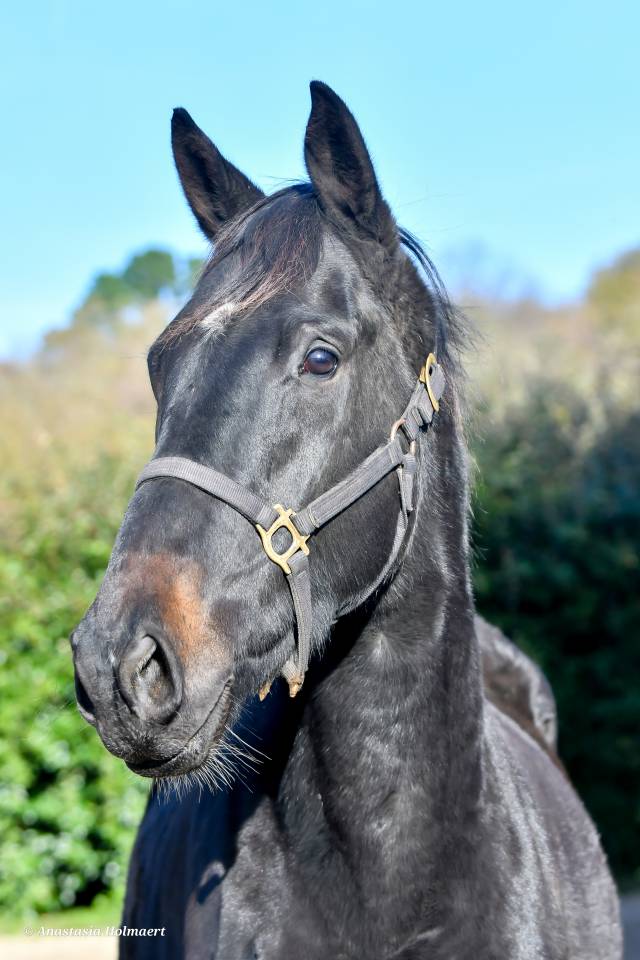 Gelding Thoroughbred For sale 2023 Dark Bay