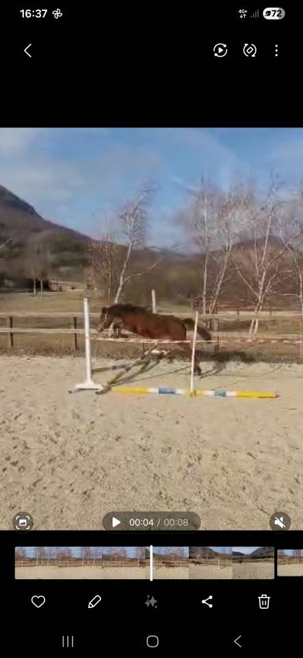 Filly Welsh Pony (Section D), Welsh Cob For sale 2024 Bay