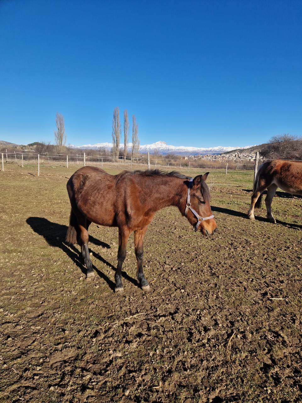 Filly Welsh Pony (Section D), Welsh Cob For sale 2024 Bay
