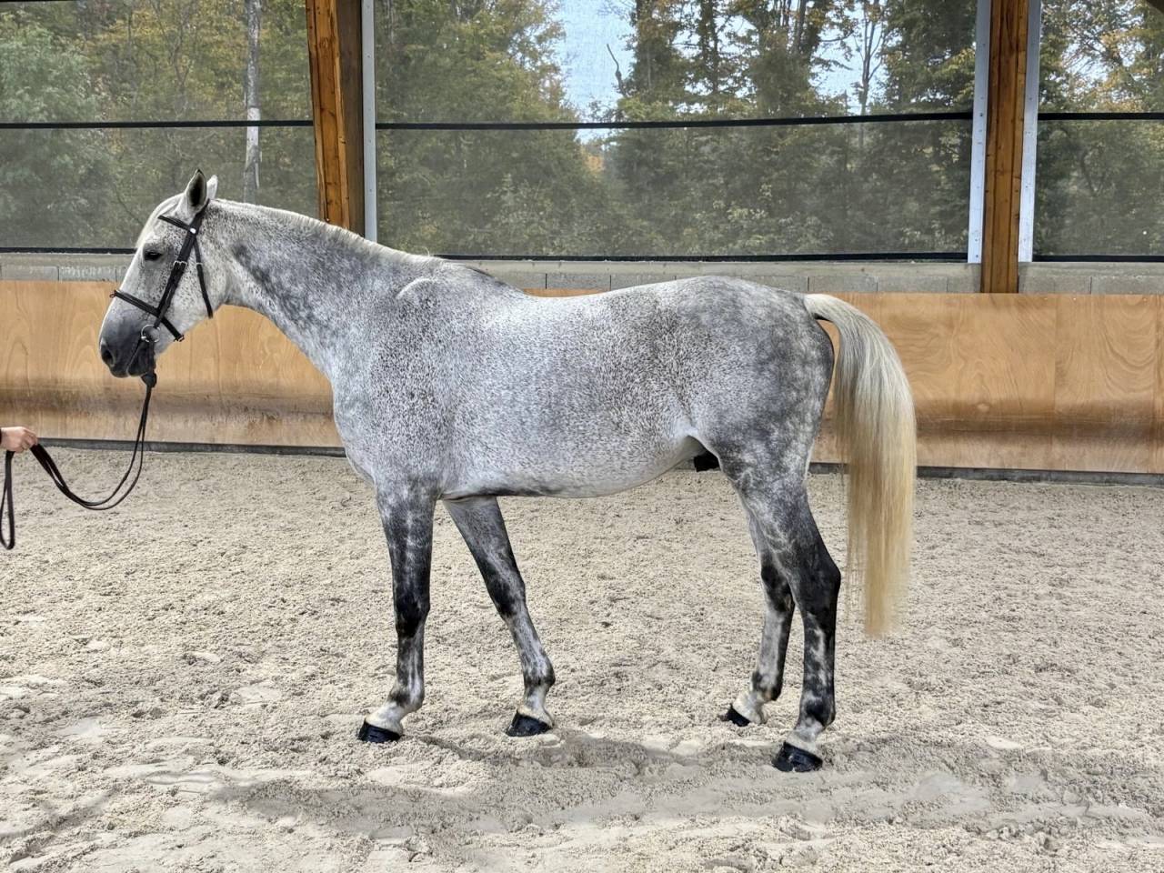 Gelding Selle Fran&ccedil;ais For sale 2015 Grey