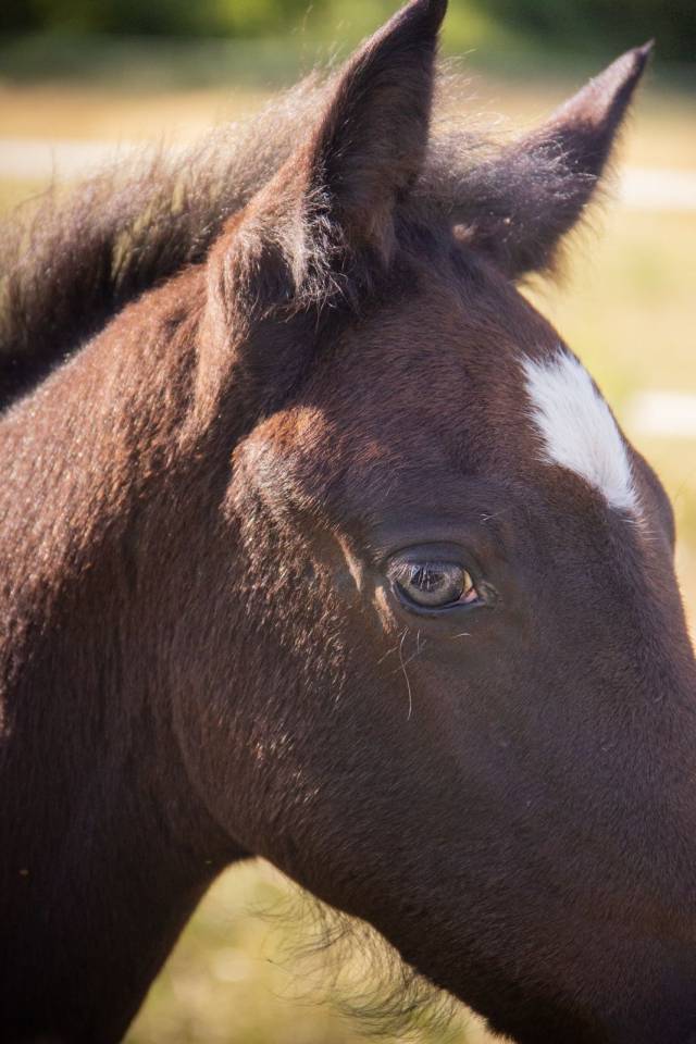 Colt French Saddle Pony For sale 2025 Grey