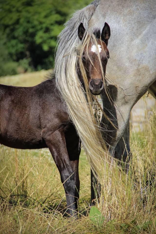 Colt French Saddle Pony For sale 2025 Grey