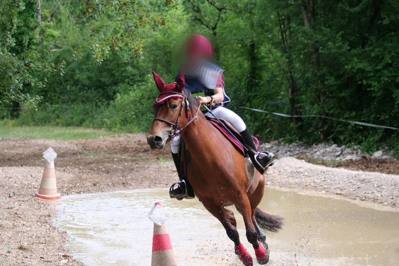 Mare No Origin Recorded For sale 2014 Bay