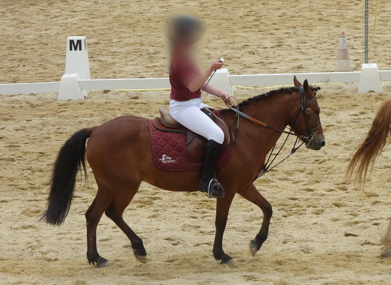 Mare No Origin Recorded For sale 2014 Bay