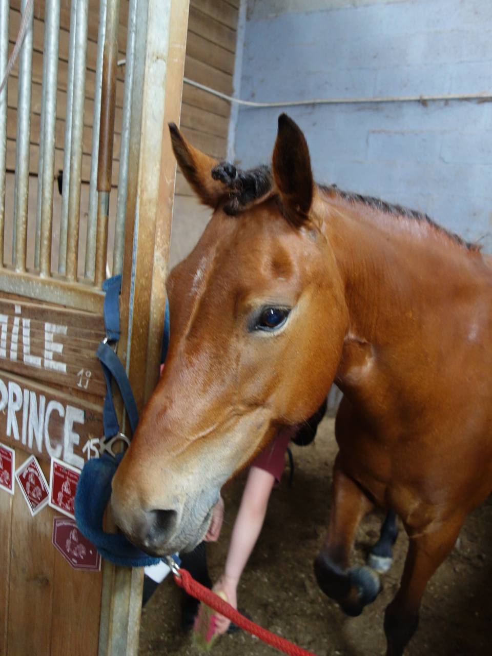 Mare No Origin Recorded For sale 2014 Bay