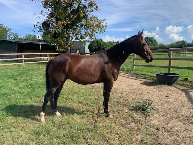 Mare French Trotter For sale 2021 Dark Bay