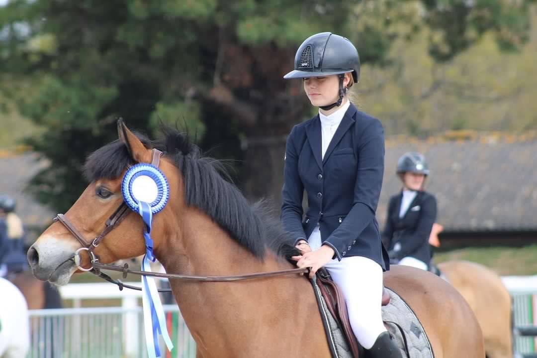 Gelding French Saddle Pony For sale 2013 Bay