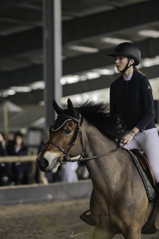 Gelding French Saddle Pony For sale 2013 Bay