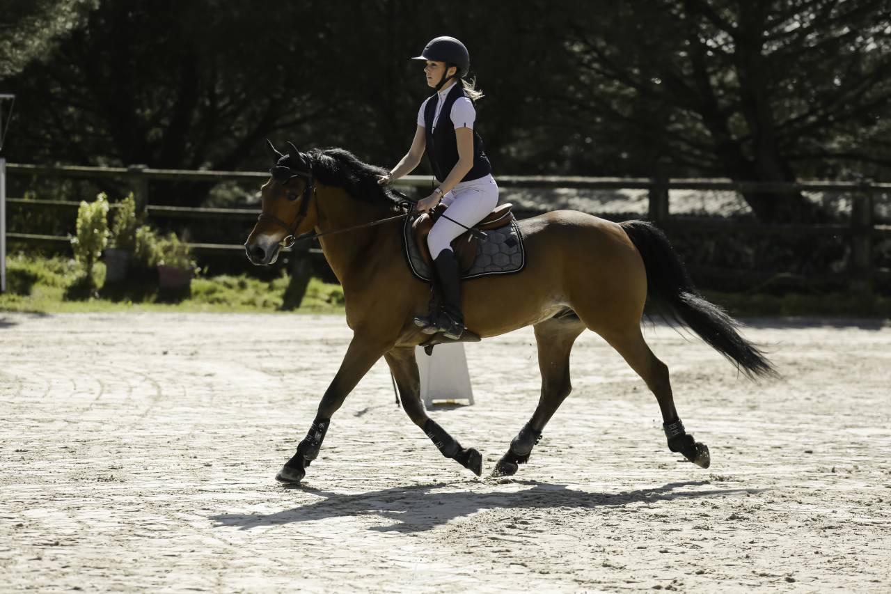 Gelding French Saddle Pony For sale 2013 Bay