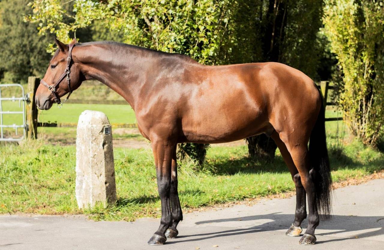 Gelding Holsteiner For sale 2018 Bay