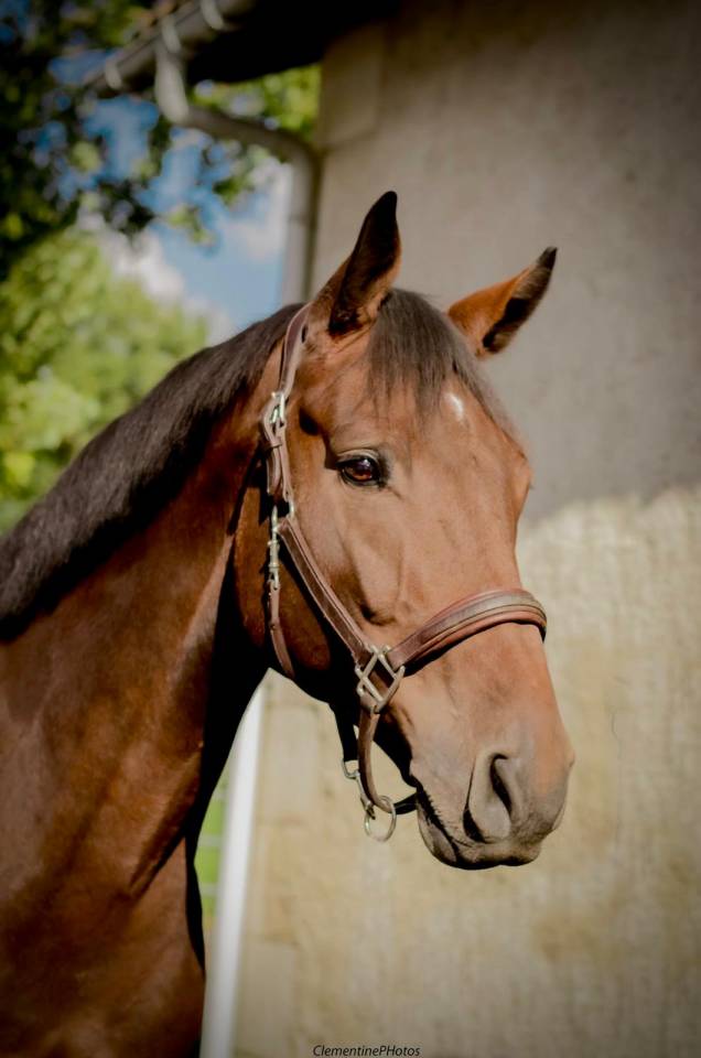 Gelding Holsteiner For sale 2018 Bay