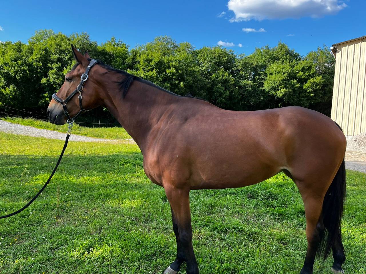 Mare Selle Fran&ccedil;ais For sale 2021 Bay