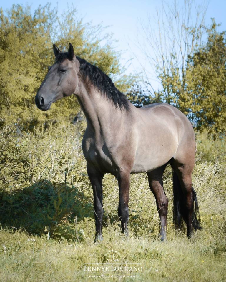 Onyx des Ocres - Lusitano 2017