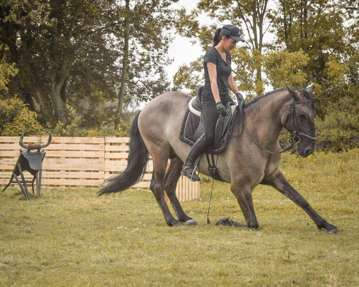 Onyx des Ocres - Lusitano 2017