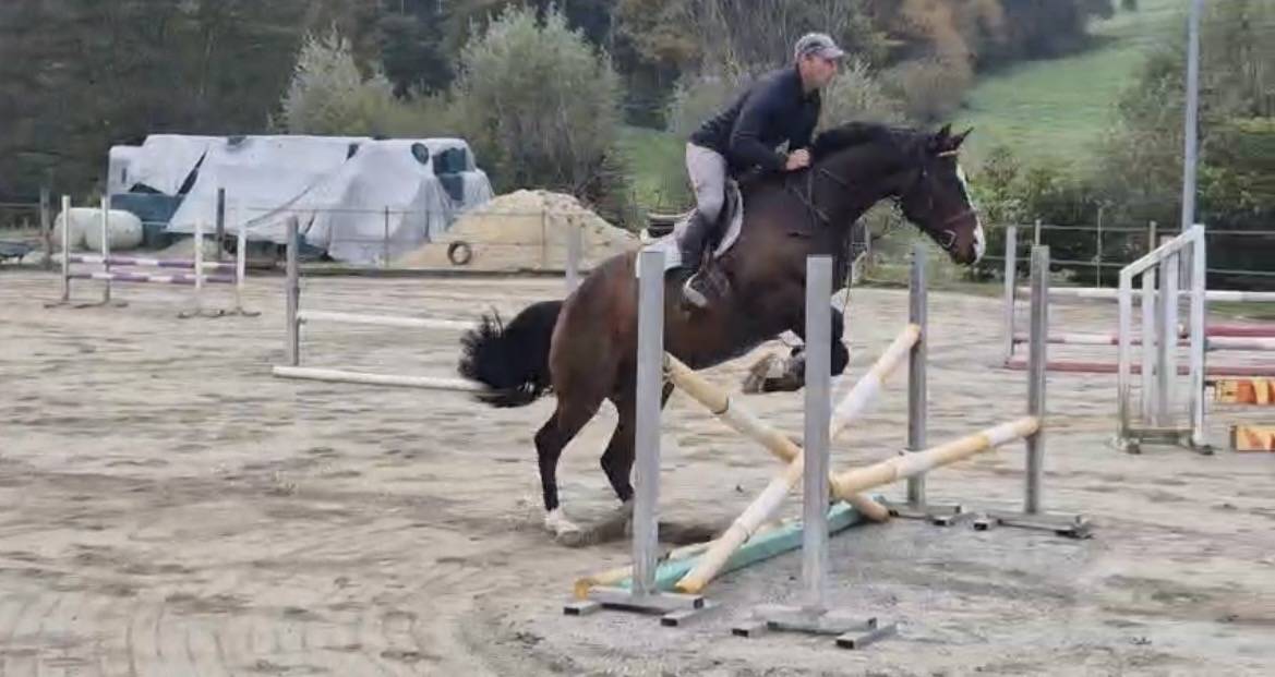 Gelding Swiss Warmblood For sale 2021 Bay