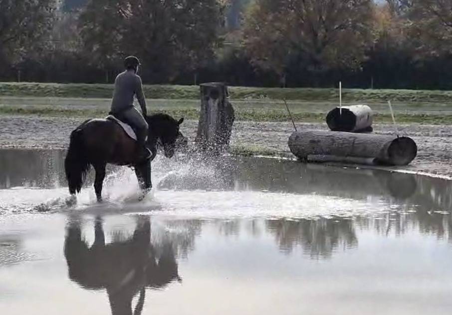 Gelding Swiss Warmblood For sale 2021 Bay