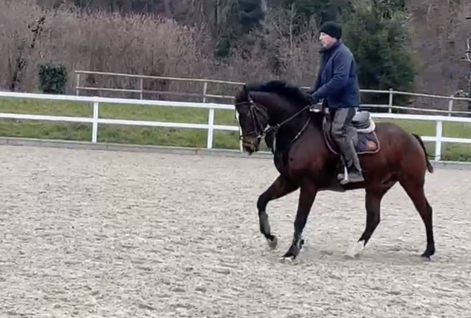 Gelding Swiss Warmblood For sale 2021 Bay