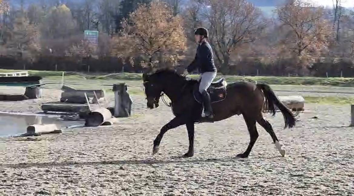 Gelding Swiss Warmblood For sale 2021 Bay