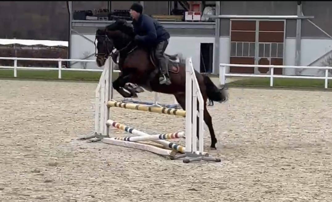 Gelding Swiss Warmblood For sale 2021 Bay