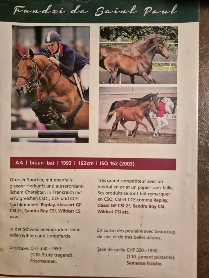 Gelding Swiss Warmblood For sale 2021 Bay