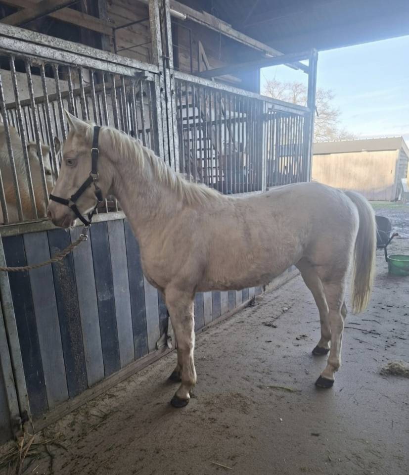 Gelding Belgian Riding Pony For sale 2023 Cremello