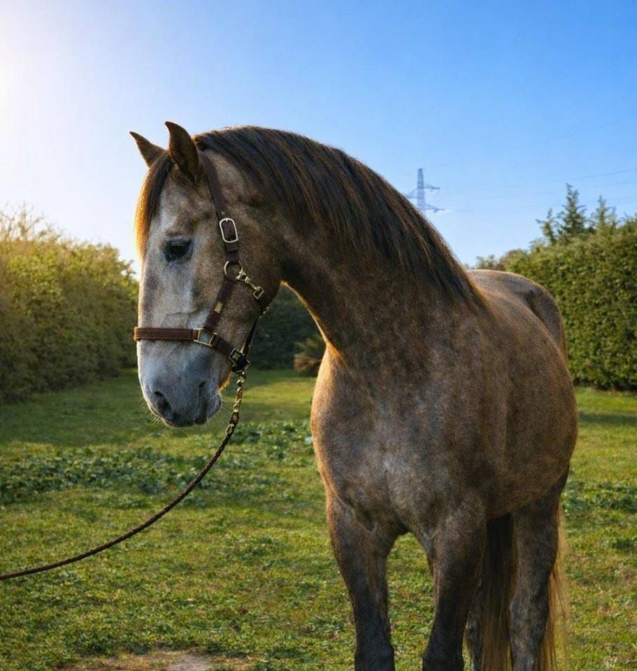 Gelding Lusitano For sale 2022 Grey