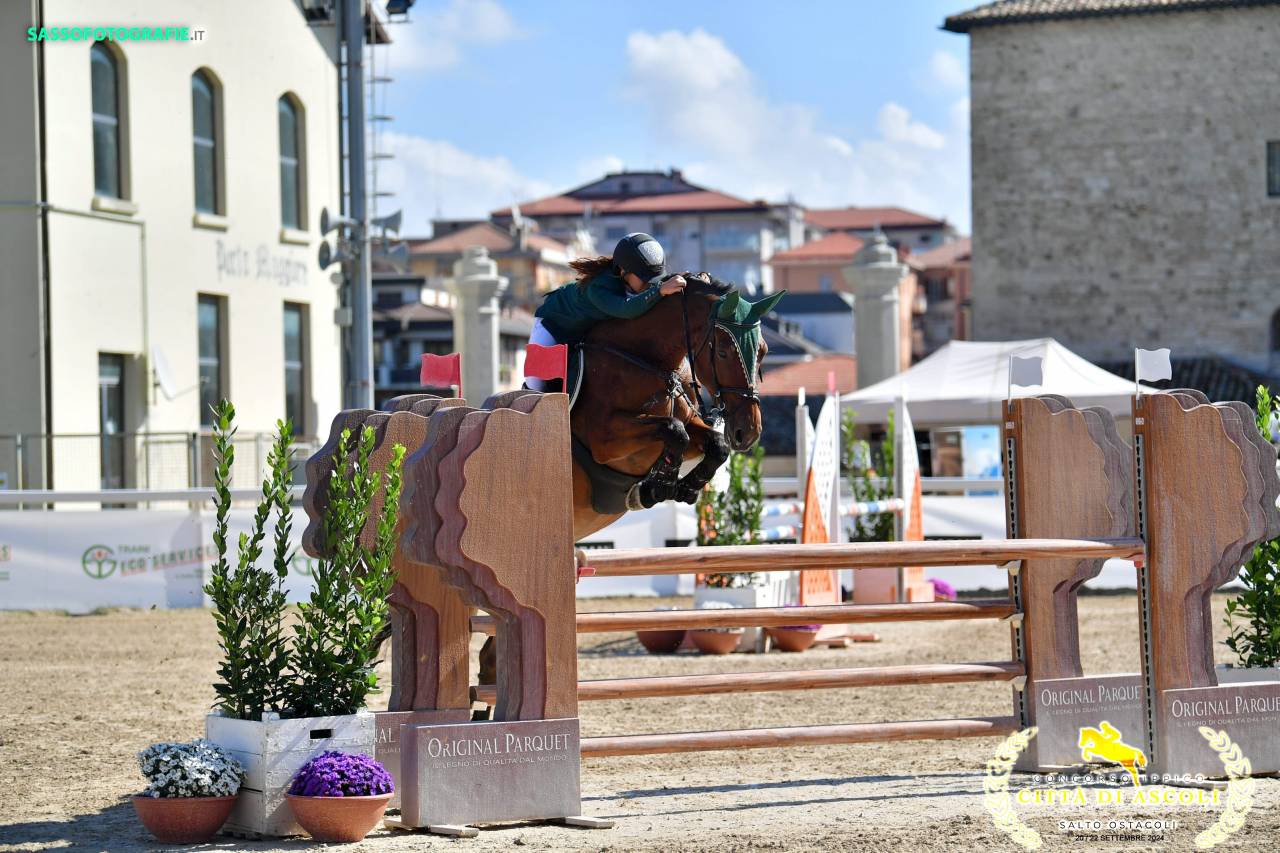 Mare Czech Warmblood For sale 2013 Bay