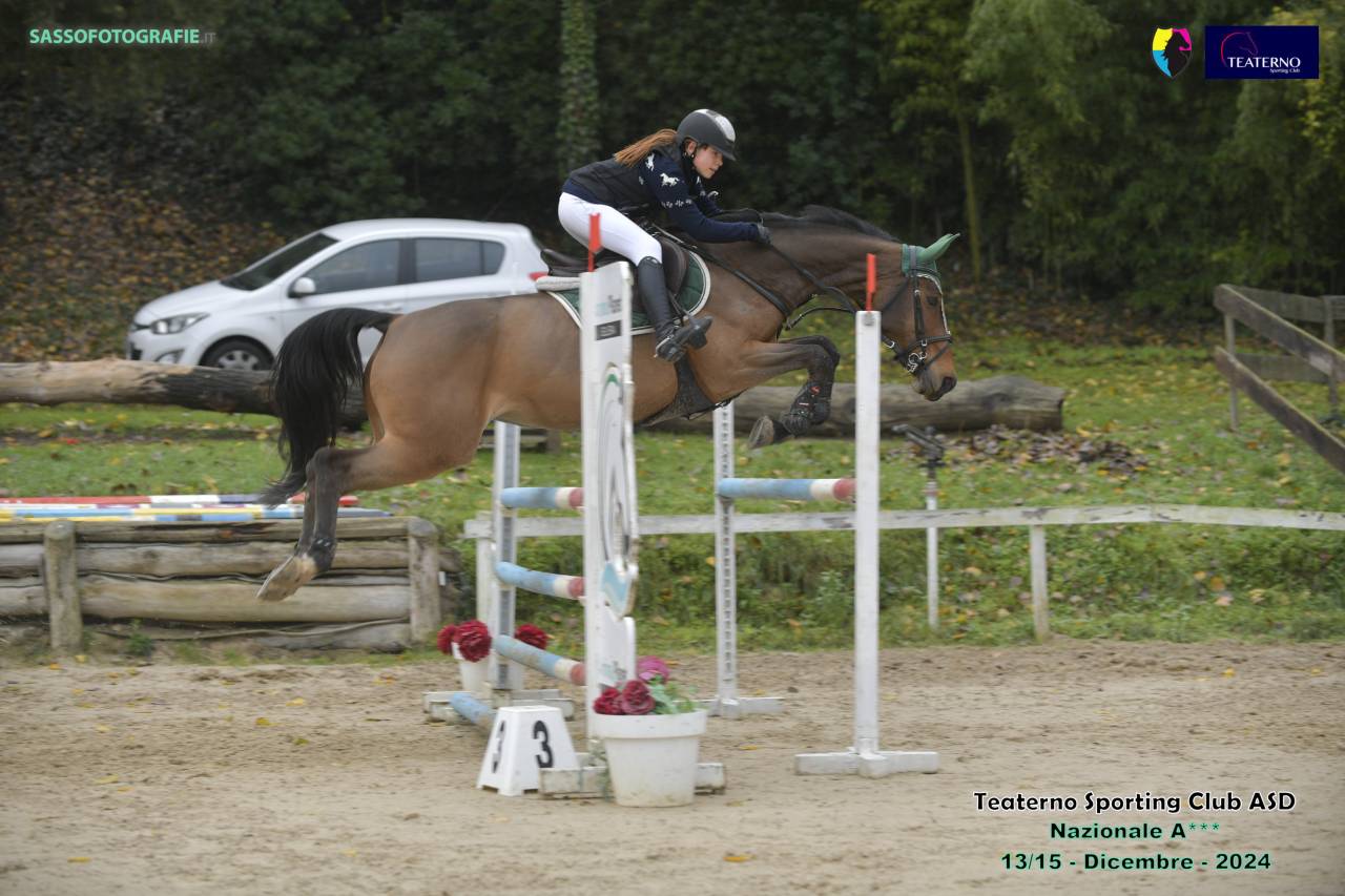 Mare Czech Warmblood For sale 2013 Bay