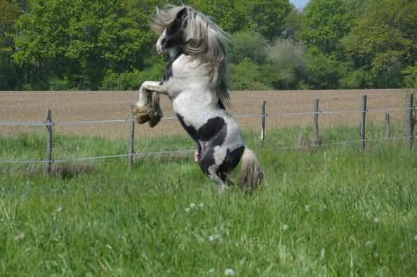 bony des champs d'or - Irish Cob 2011 by CALLAGHAN DU BOURGUERELLE