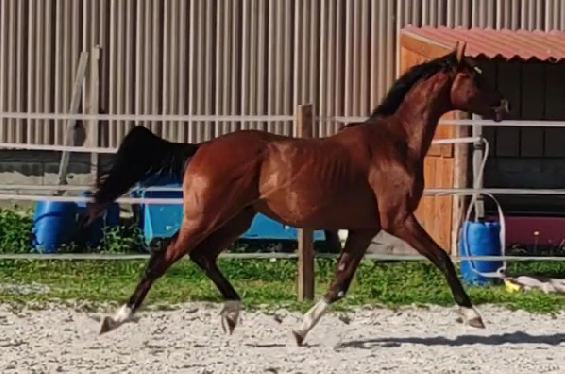 Gelding Selle Fran&ccedil;ais For sale 2022 Bay