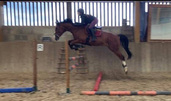 Gelding Selle Fran&ccedil;ais For sale 2022 Bay
