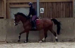 Gelding Selle Fran&ccedil;ais For sale 2022 Bay