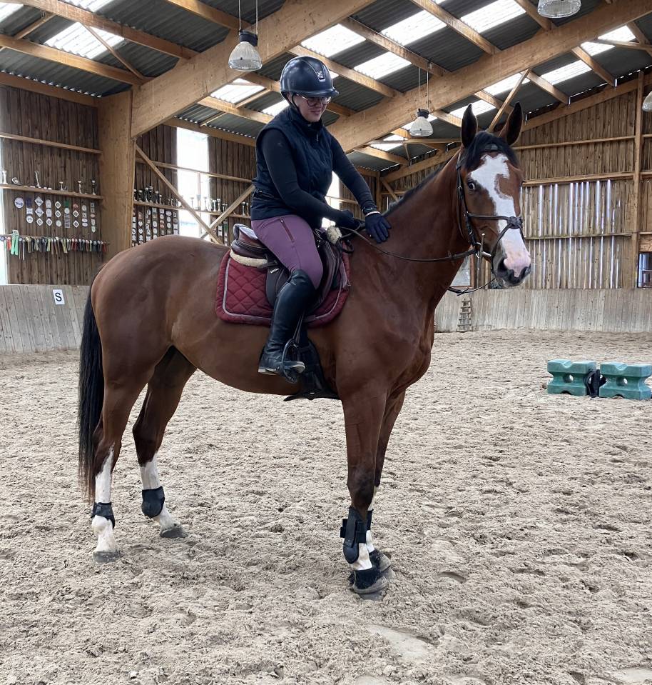 Gelding Selle Fran&ccedil;ais For sale 2022 Bay
