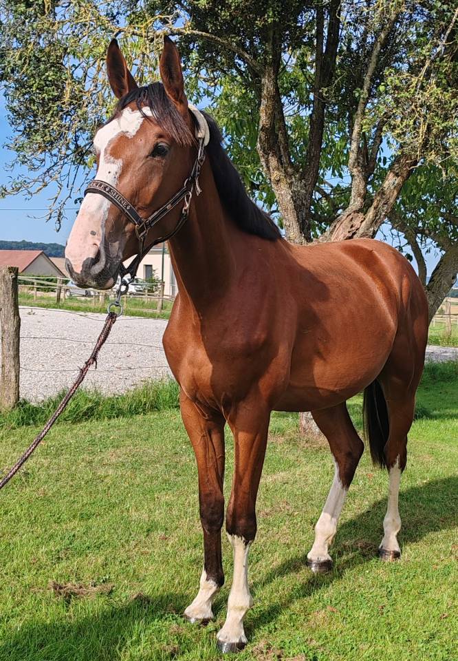 Gelding Selle Fran&ccedil;ais For sale 2022 Bay