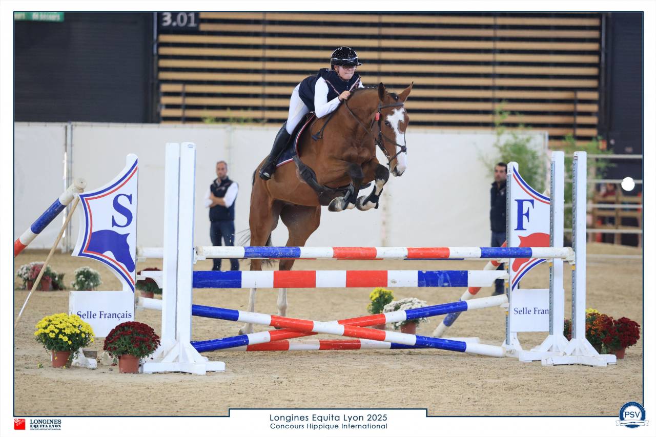 Gelding Selle Fran&ccedil;ais For sale 2022 Bay