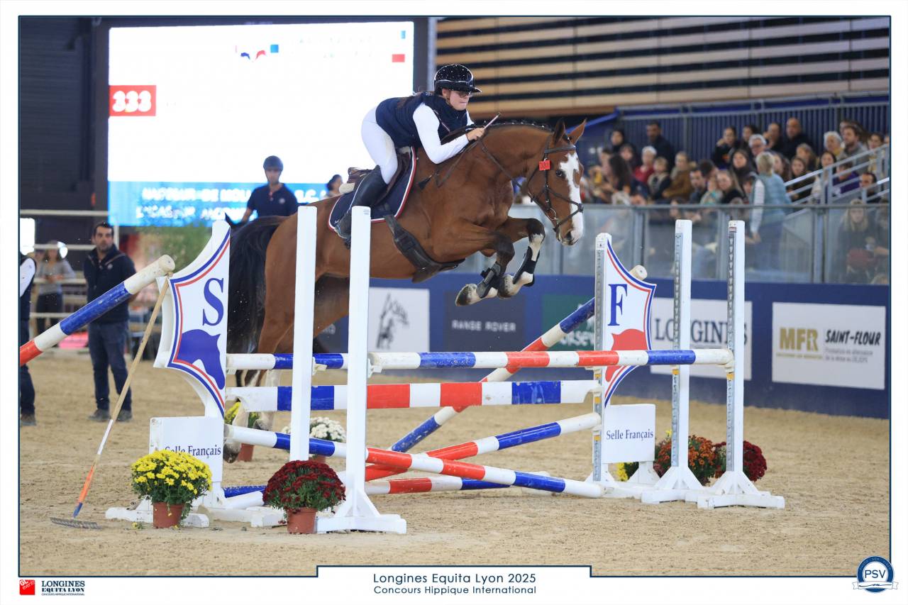 Gelding Selle Fran&ccedil;ais For sale 2022 Bay