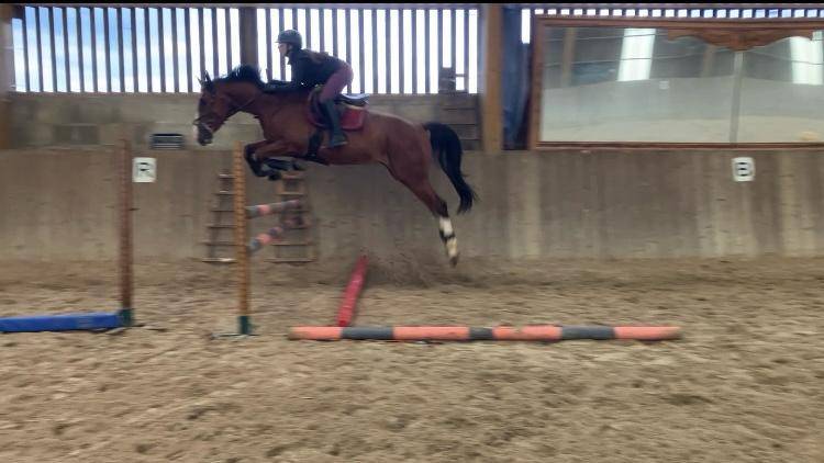 Gelding Selle Fran&ccedil;ais For sale 2022 Bay