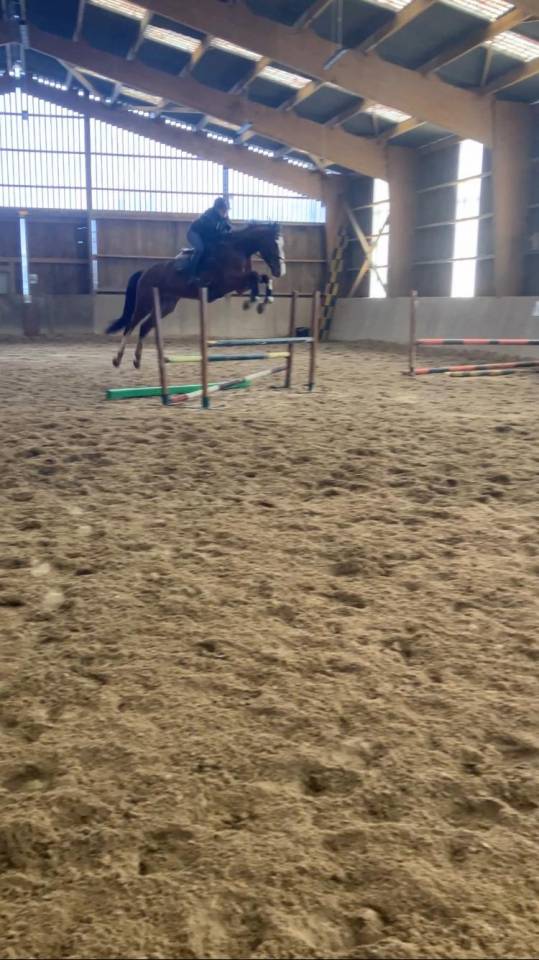 Gelding Selle Fran&ccedil;ais For sale 2022 Bay
