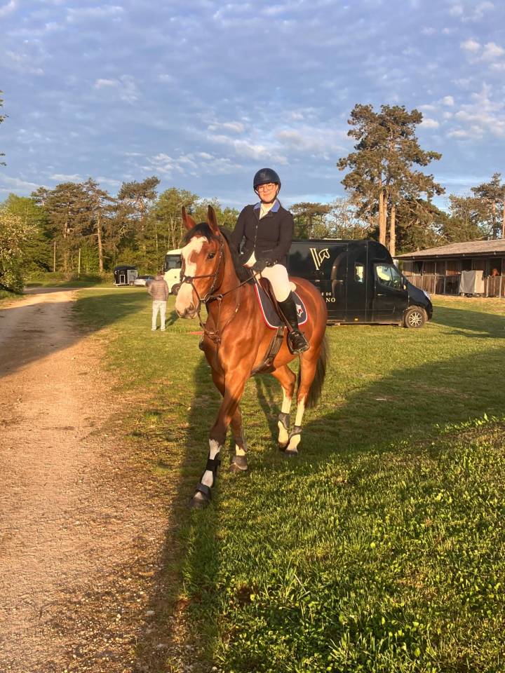 Gelding Selle Fran&ccedil;ais For sale 2022 Bay